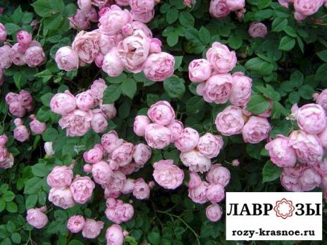 Буль дэ Парфюм / Rose Boul de Parfum/