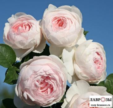 Герцогиня Кристиана /Rose Herzogin Christiana