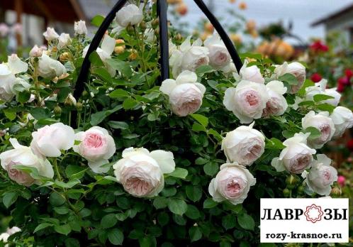 Герцогиня Кристиана /Rose Herzogin Christiana