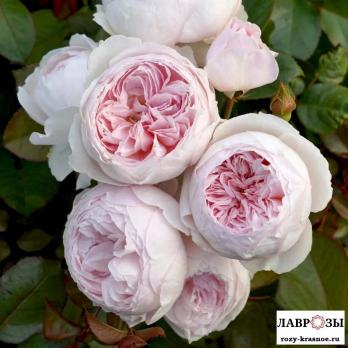 Герцогиня Кристиана /Rose Herzogin Christiana