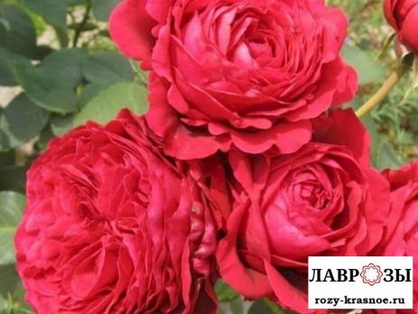 Роза 4х ветров (Rose des 4 Vents)