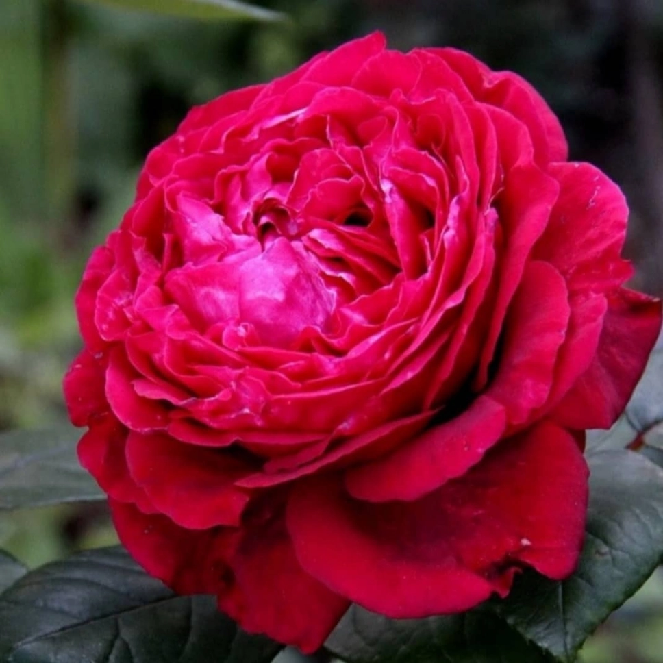 Роза 4х ветров (Rose des 4 Vents)