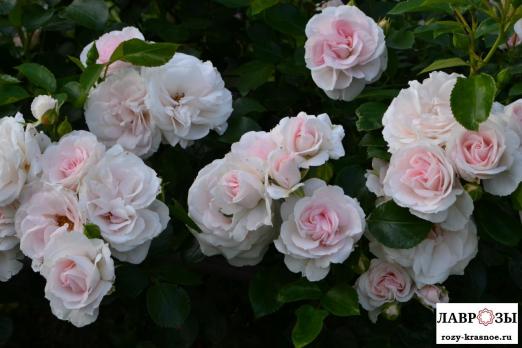 Аспирин (Aspirin Rose)