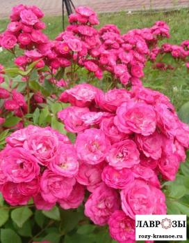 Динки / Rose Dinky