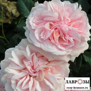 Пассион Ситроен / Rose Passion Citroen/