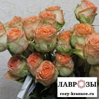 Кантри Хоум | Country Home (Чайно-гибридная) (Осень 2026)
