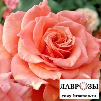 Энн Хендерсон (Ann Henderson)