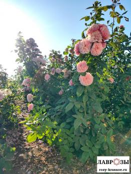 Уильям Кристи / Rose William Christie/