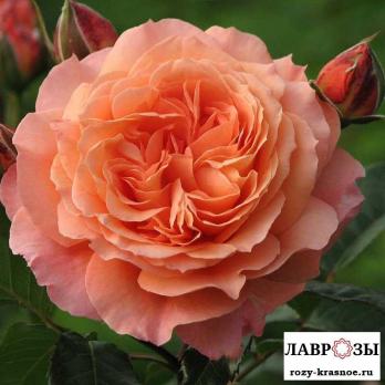 Бельведер /Rose Belvedere