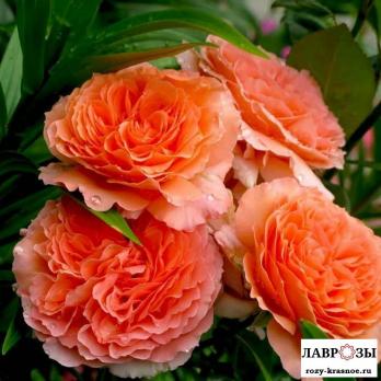 Бельведер /Rose Belvedere