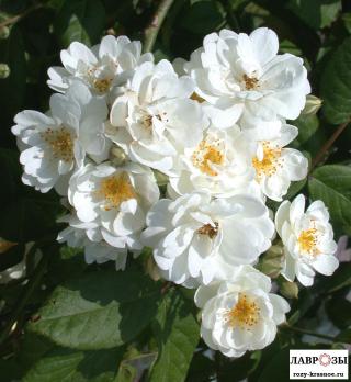 Ватерлоо / Rose Waterloo