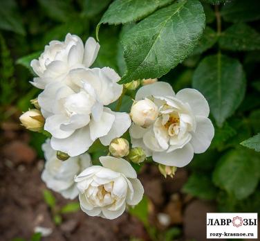 Ватерлоо / Rose Waterloo