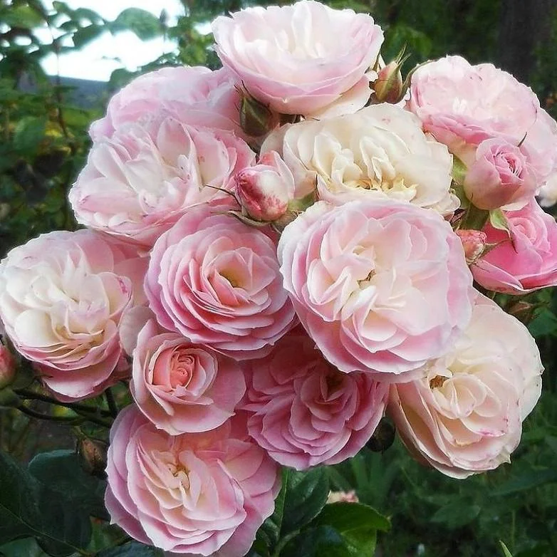 Букет парфе (Bouquet Parfait)