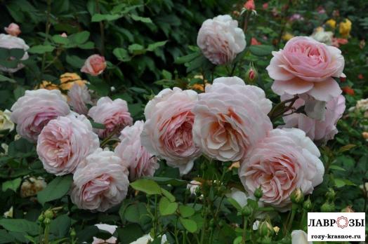 А Шропшир Лэд (A Shropshire Lad)