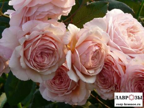 А Шропшир Лэд (A Shropshire Lad)