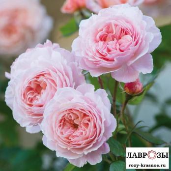 А Шропшир Лэд (A Shropshire Lad)