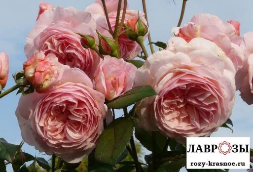 А Шропшир Лэд (A Shropshire Lad)