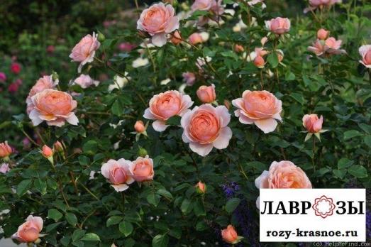 Элизабет Стюарт/ Rose Elizabeth Stuart