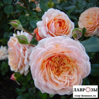 Элизабет Стюарт/ Rose Elizabeth Stuart