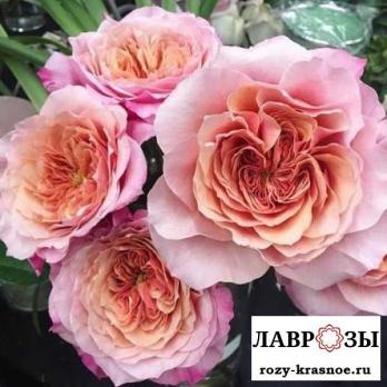 Мияби Ча | Miyabi Cha (Японская) (Осень 2026)