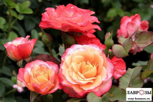 Марсэль ан Флёр | Rose Marseille En Fleurs (Шраб) (Осень 2026)