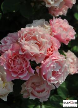 Дафна / Восточный Фарфор / Rose Porcelaine d Orient / Daphne/