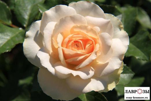 Сан Суси / Rose Sans Souci/