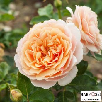 Парфюм д орлеан/Rose Parfum d'Orleans