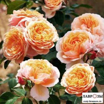 Парфюм д орлеан/Rose Parfum d'Orleans