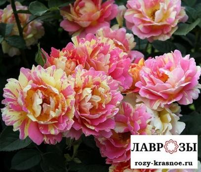 Роз де Цистерсьен (Rose Des Cisterciens)