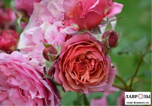 Ладури / Rose Laduree/