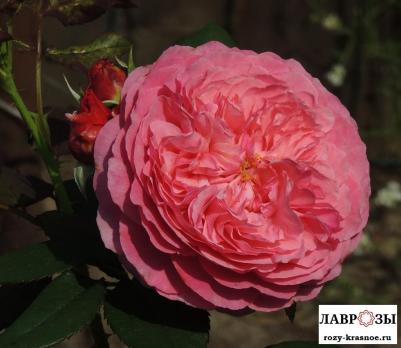 Ладури / Rose Laduree/