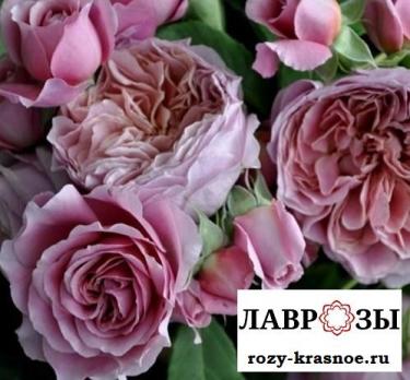 Французское платье / Rose Robe a la francaise