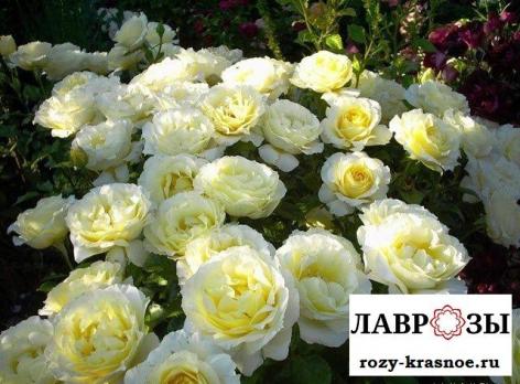 Айриш Хоуп (Irish Hope)