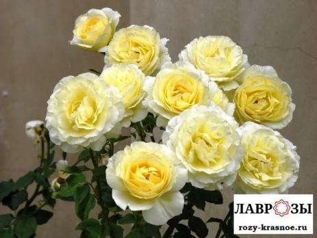 Айриш Хоуп (Irish Hope)