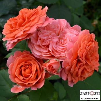Эмильен Гийо /Rose Emilien Guillot