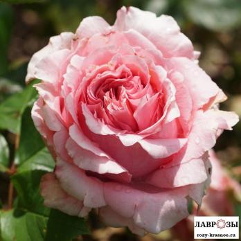 Анн Софи Пик / Rose Anne-Sophie Pic