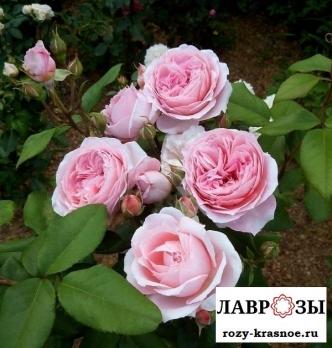 Анн Софи Пик / Rose Anne-Sophie Pic