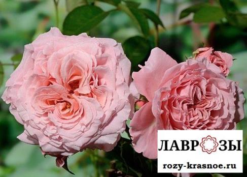 Анн Софи Пик / Rose Anne-Sophie Pic