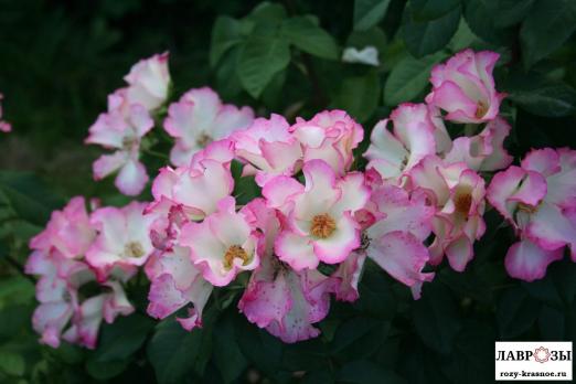 Лиола / Rose Liola/