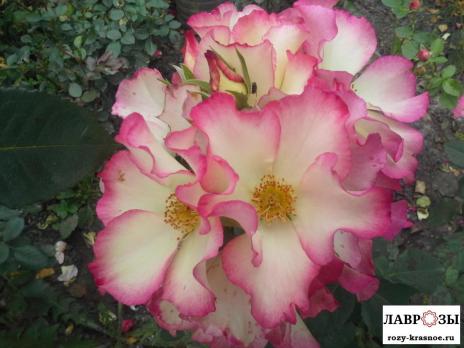 Лиола / Rose Liola/