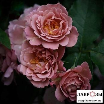 Лавендер Пиноккио /Rose Lavender Pinocchio/