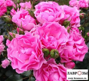 Ай эм Грейтфул / Rose I Am Grateful/