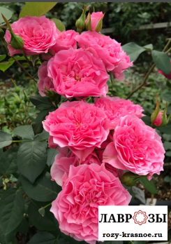 Ай эм Грейтфул / Rose I Am Grateful/
