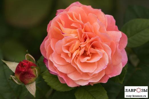 Августа Луиза | Rose Augusta Luise | ( Осень 2026 )