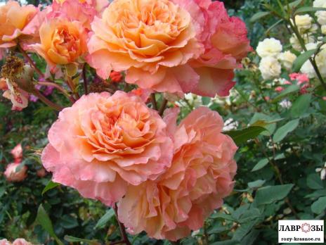 Августа Луиза | Rose Augusta Luise | ( Осень 2026 )