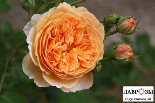 Кроун Принцесса Маргарет (Crown Princess Margareta)