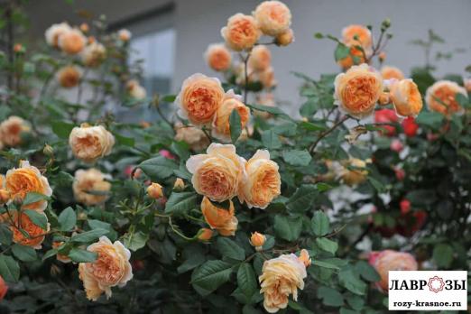Кроун Принцесса Маргарет (Crown Princess Margareta)