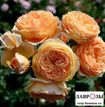 Кроун Принцесса Маргарет (Crown Princess Margareta)