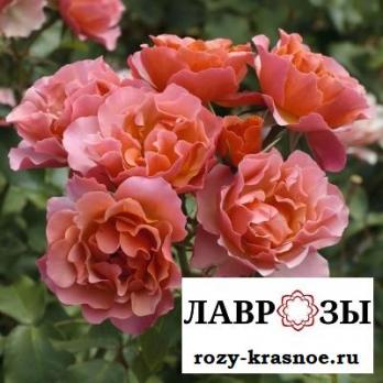 Жан Кокто (Jean Cocteau)